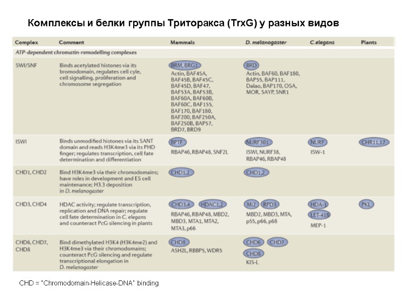 Комплексы и белки группы Триторакса (TrxG) у разных видов   CHD = “Chromodomain-Helicase-DNA”